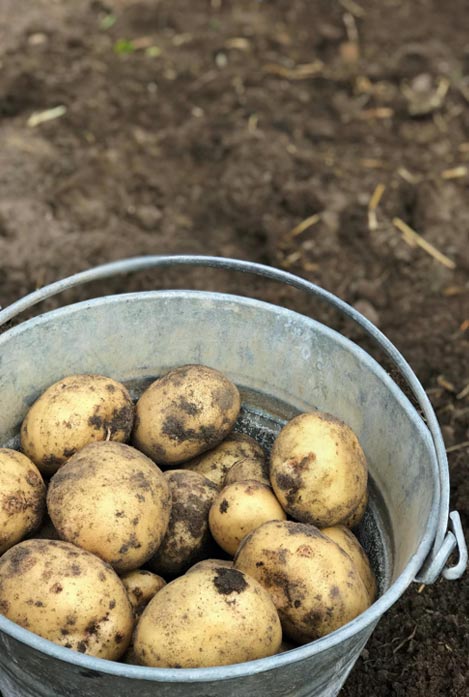 soil plus